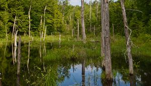 Preview wallpaper trees, trunks, dry, pond, reflection