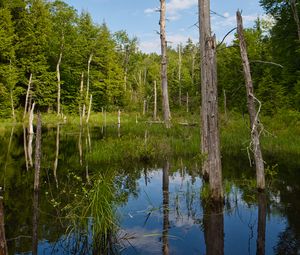 Preview wallpaper trees, trunks, dry, pond, reflection