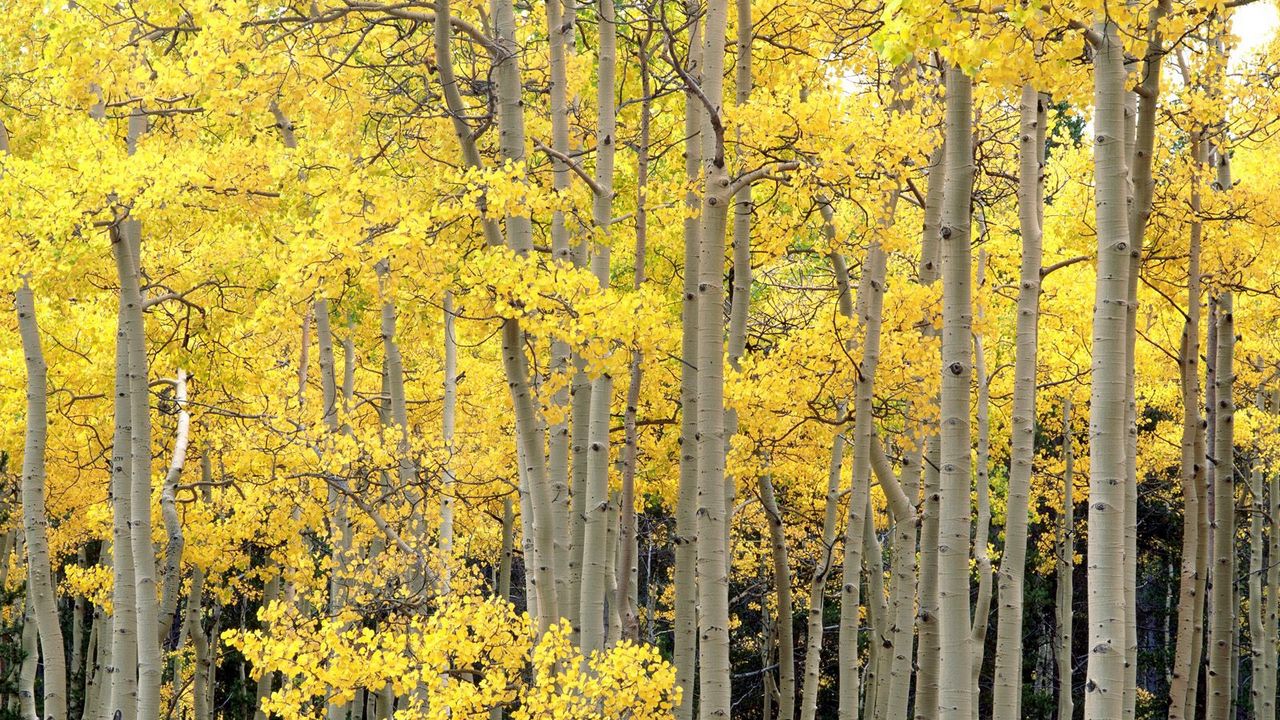 Wallpaper trees, trunks, fall