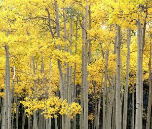 Preview wallpaper trees, trunks, fall