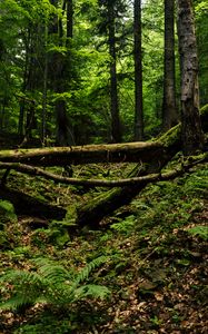 Preview wallpaper trees, trunks, fern, forest