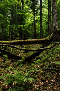 Preview wallpaper trees, trunks, fern, forest