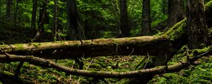 Preview wallpaper trees, trunks, fern, forest