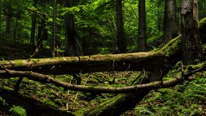 Preview wallpaper trees, trunks, fern, forest