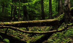 Preview wallpaper trees, trunks, fern, forest