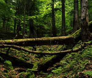 Preview wallpaper trees, trunks, fern, forest