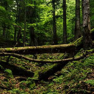 Preview wallpaper trees, trunks, fern, forest