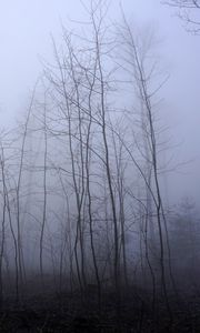 Preview wallpaper trees, trunks, fog, mist, nature