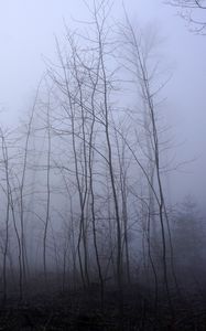 Preview wallpaper trees, trunks, fog, mist, nature