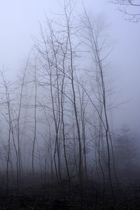 Preview wallpaper trees, trunks, fog, mist, nature