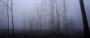 Preview wallpaper trees, trunks, fog, mist, nature
