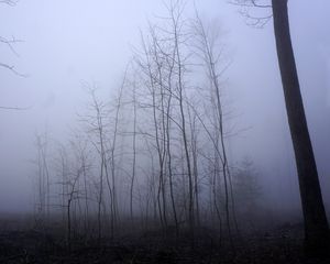 Preview wallpaper trees, trunks, fog, mist, nature