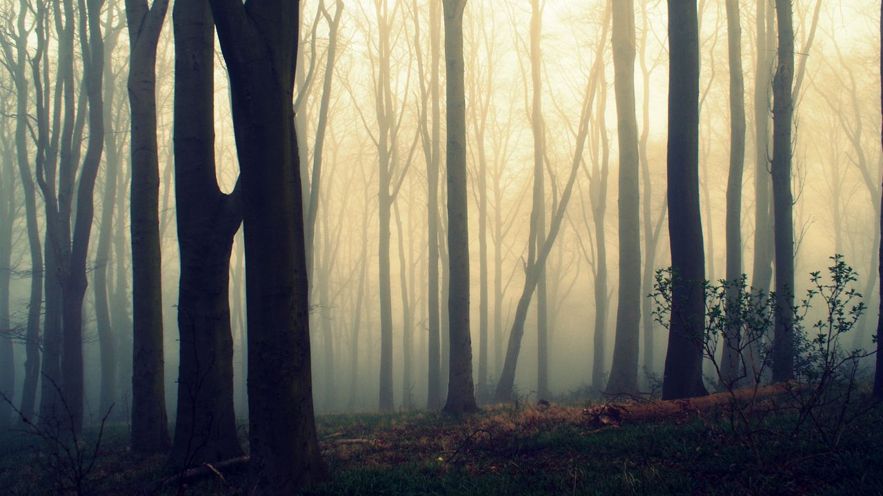Wallpaper trees, trunks, fog, mist, forest
