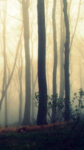 Preview wallpaper trees, trunks, fog, mist, forest