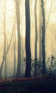 Preview wallpaper trees, trunks, fog, mist, forest