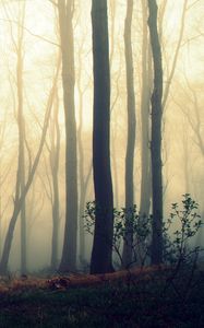 Preview wallpaper trees, trunks, fog, mist, forest