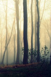 Preview wallpaper trees, trunks, fog, mist, forest