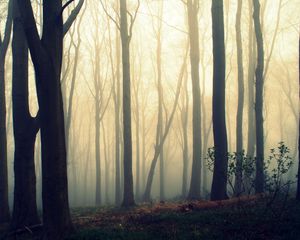 Preview wallpaper trees, trunks, fog, mist, forest