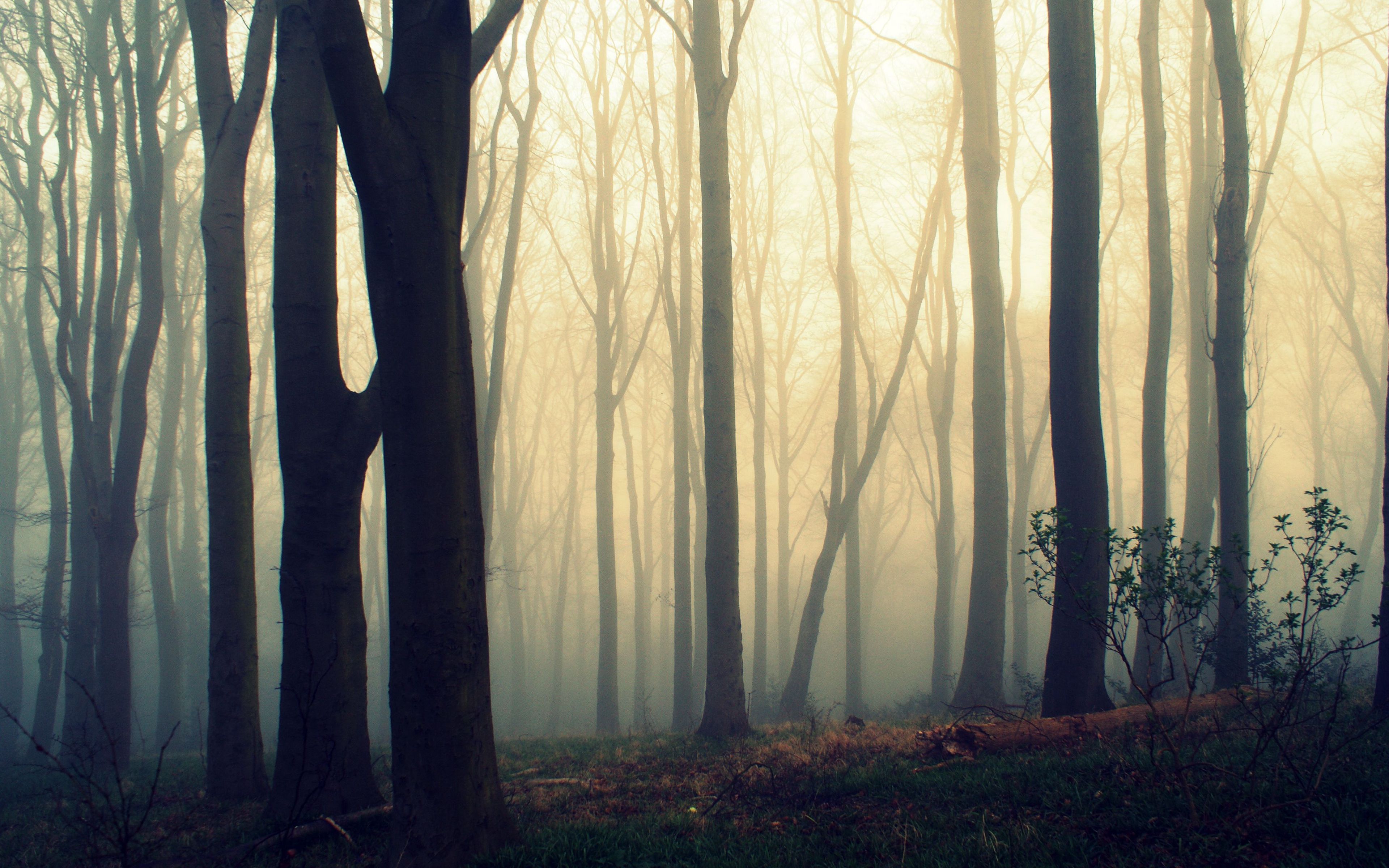 Download wallpaper 3840x2400 trees, trunks, fog, mist, forest 4k ultra