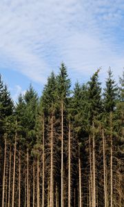 Preview wallpaper trees, trunks, forest, nature, sky