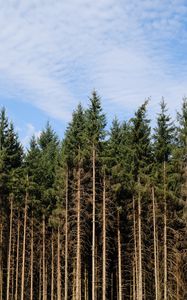 Preview wallpaper trees, trunks, forest, nature, sky