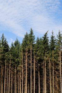 Preview wallpaper trees, trunks, forest, nature, sky