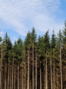 Preview wallpaper trees, trunks, forest, nature, sky