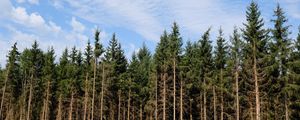 Preview wallpaper trees, trunks, forest, nature, sky