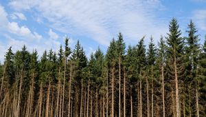 Preview wallpaper trees, trunks, forest, nature, sky