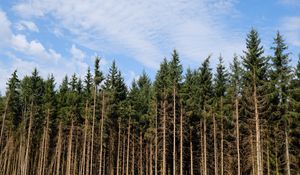 Preview wallpaper trees, trunks, forest, nature, sky