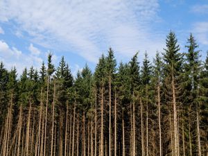 Preview wallpaper trees, trunks, forest, nature, sky