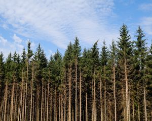 Preview wallpaper trees, trunks, forest, nature, sky