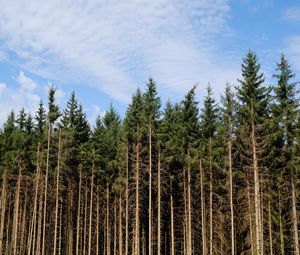 Preview wallpaper trees, trunks, forest, nature, sky