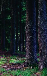 Preview wallpaper trees, trunks, forest, nature