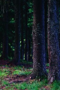 Preview wallpaper trees, trunks, forest, nature