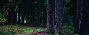 Preview wallpaper trees, trunks, forest, nature