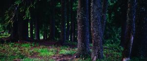 Preview wallpaper trees, trunks, forest, nature