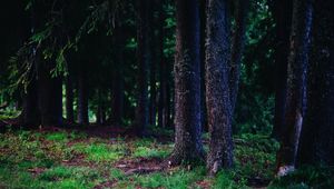 Preview wallpaper trees, trunks, forest, nature
