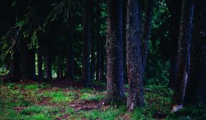 Preview wallpaper trees, trunks, forest, nature