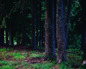 Preview wallpaper trees, trunks, forest, nature