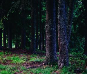 Preview wallpaper trees, trunks, forest, nature