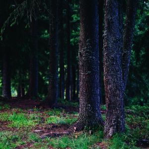 Preview wallpaper trees, trunks, forest, nature