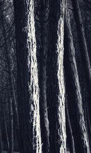 Preview wallpaper trees, trunks, forest, light, dark
