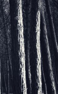 Preview wallpaper trees, trunks, forest, light, dark