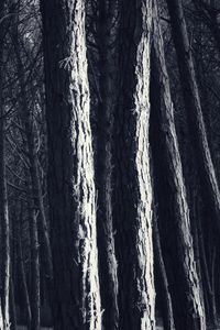 Preview wallpaper trees, trunks, forest, light, dark