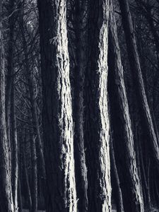 Preview wallpaper trees, trunks, forest, light, dark