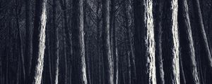 Preview wallpaper trees, trunks, forest, light, dark