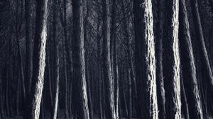Preview wallpaper trees, trunks, forest, light, dark