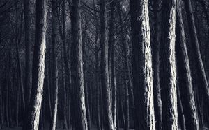 Preview wallpaper trees, trunks, forest, light, dark