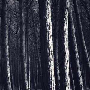 Preview wallpaper trees, trunks, forest, light, dark
